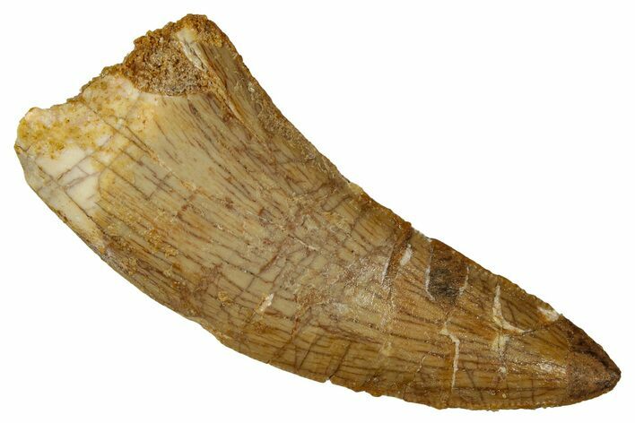 Bargain, Carcharodontosaurus Tooth - Real Dinosaur Tooth #341257